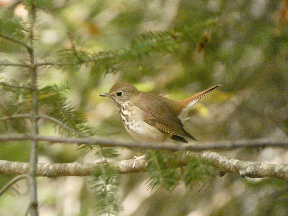 Hermit Thrush - ML624439858