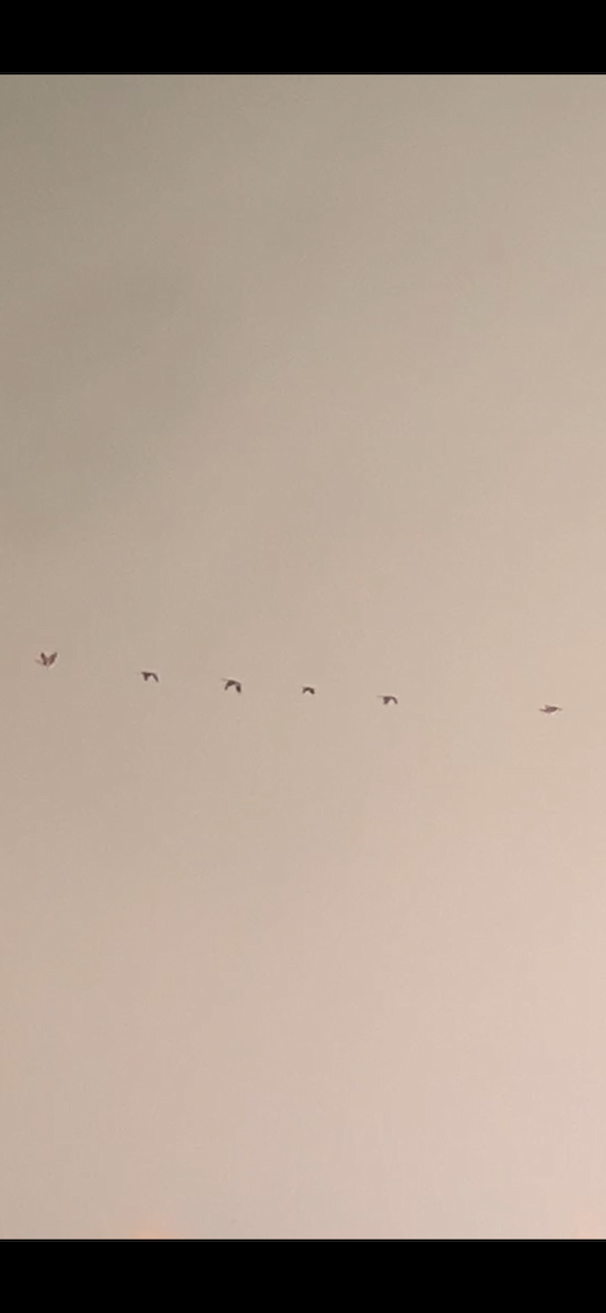 Branta kanadar txikia - ML624439871