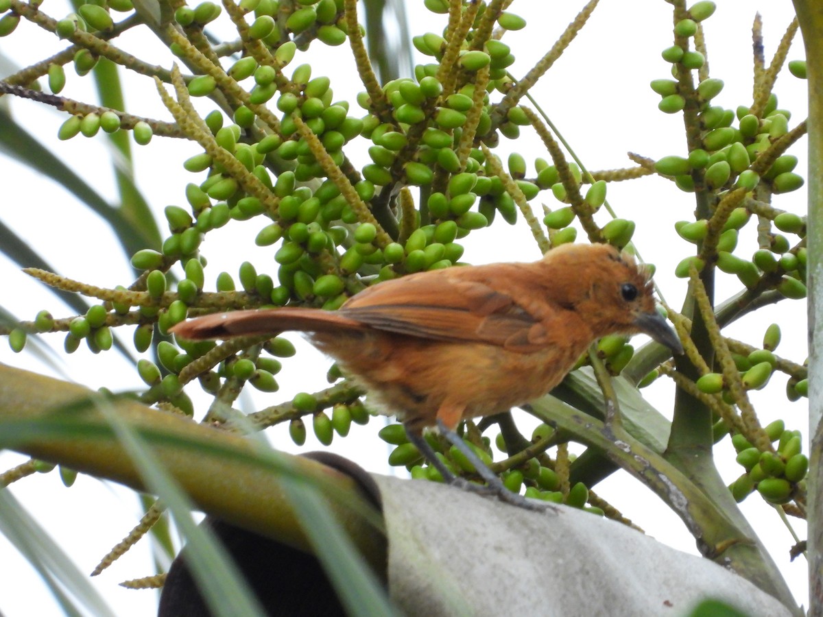 White-lined Tanager - ML624439920