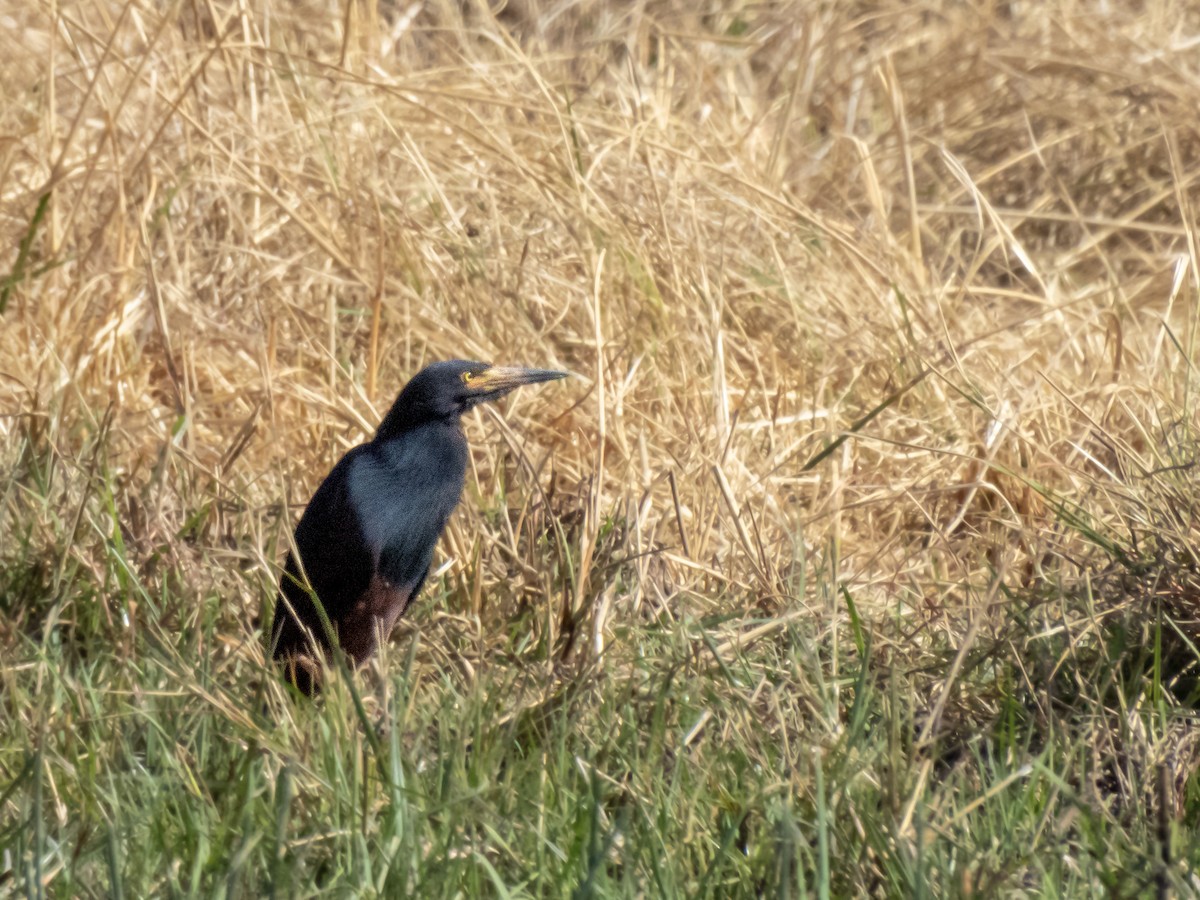 Rufous-bellied Heron - ML624439998