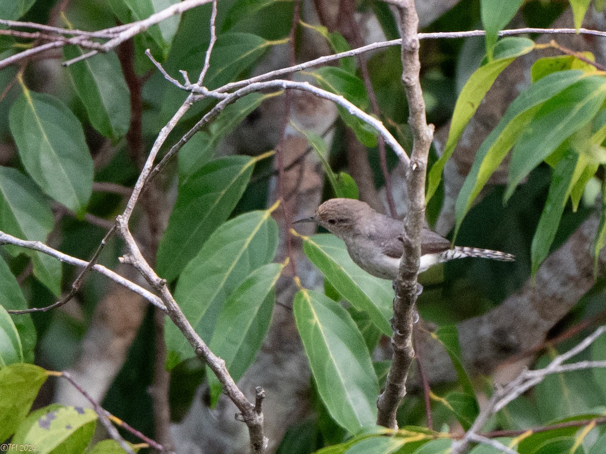 Tooth-billed Wren - ML624440028