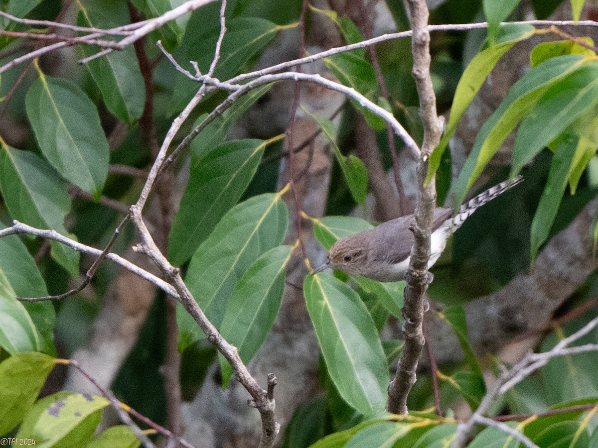 Tooth-billed Wren - ML624440045