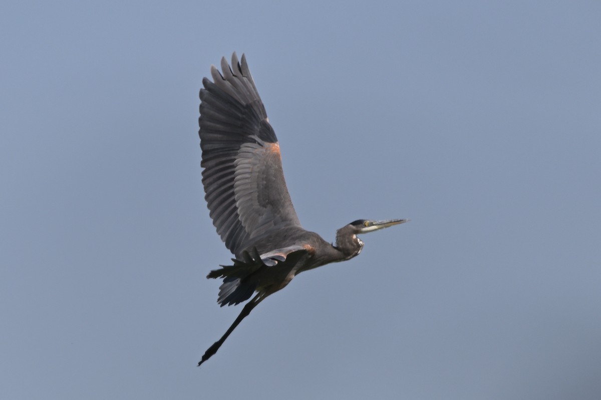 Great Blue Heron (Great Blue) - ML624440095
