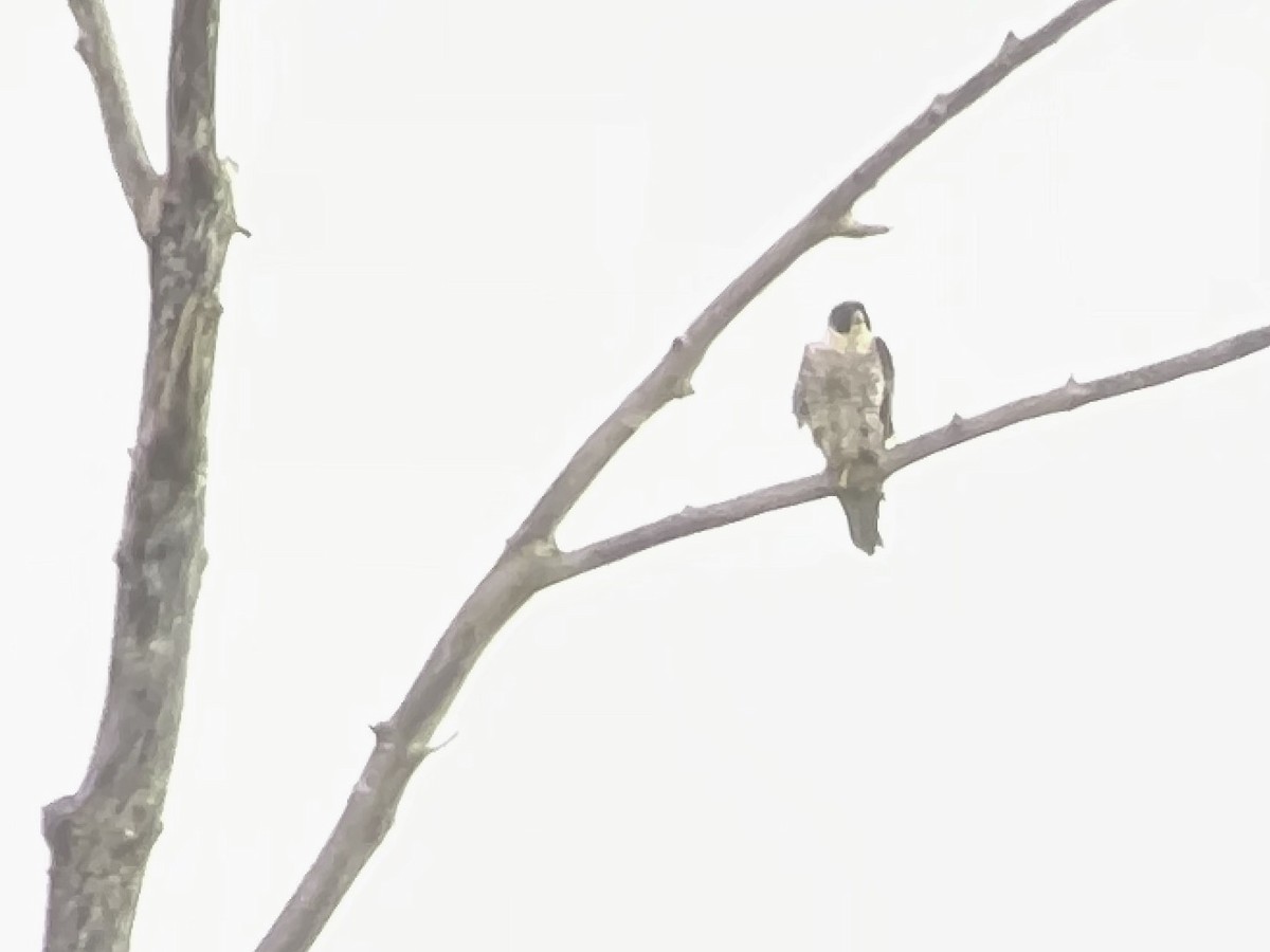 Peregrine Falcon - Roger Beardmore