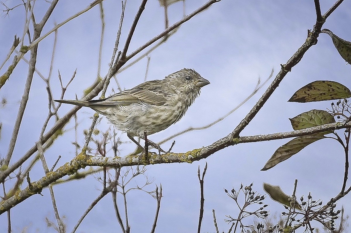 Purple Finch - ML624440141