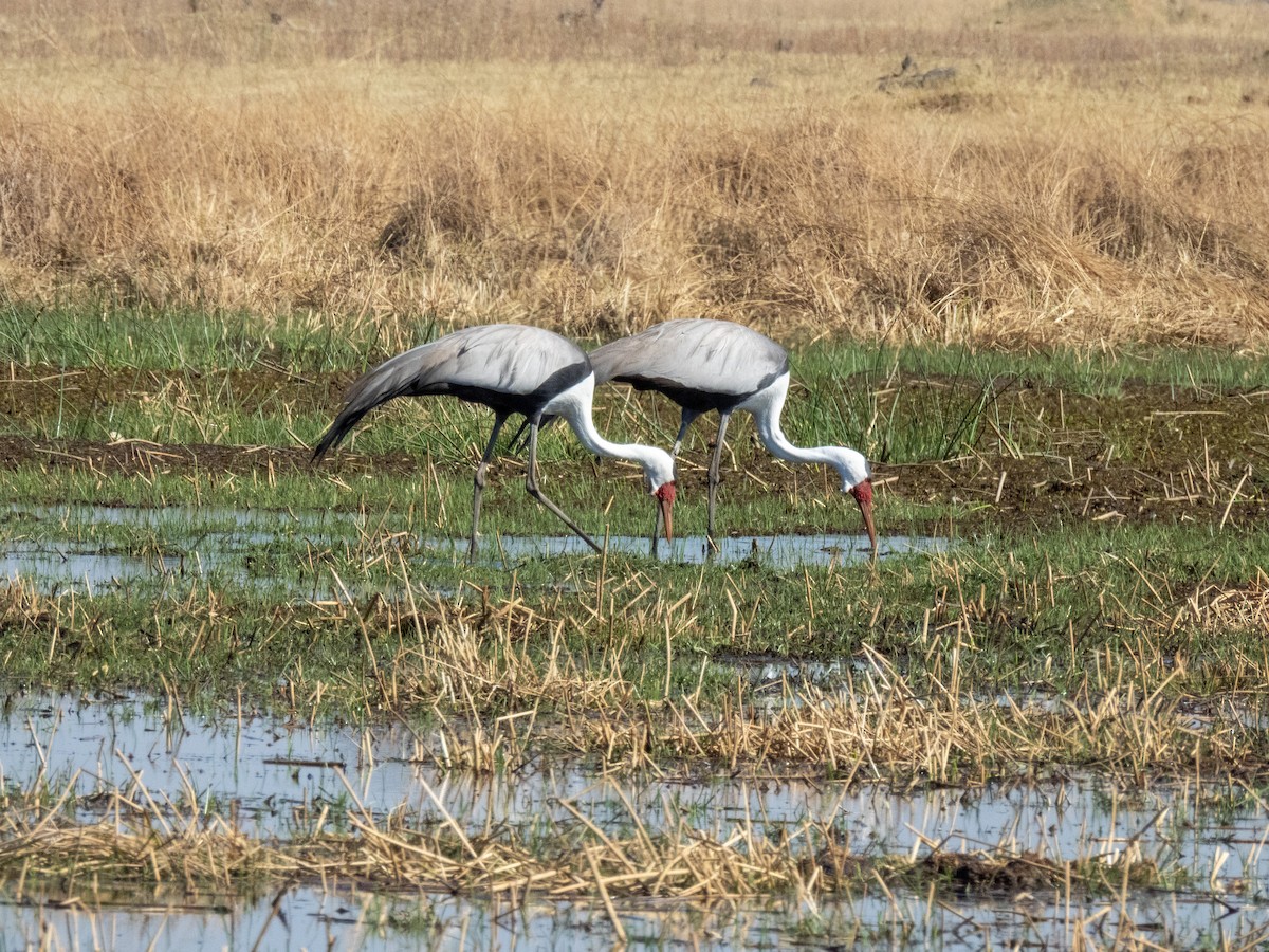 Wattled Crane - ML624440157