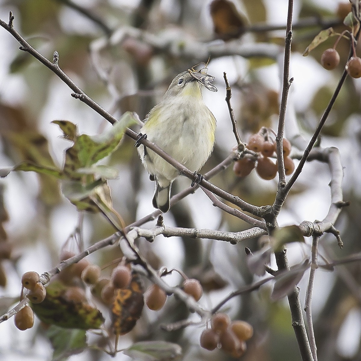 Yellow-rumped Warbler - ML624440172