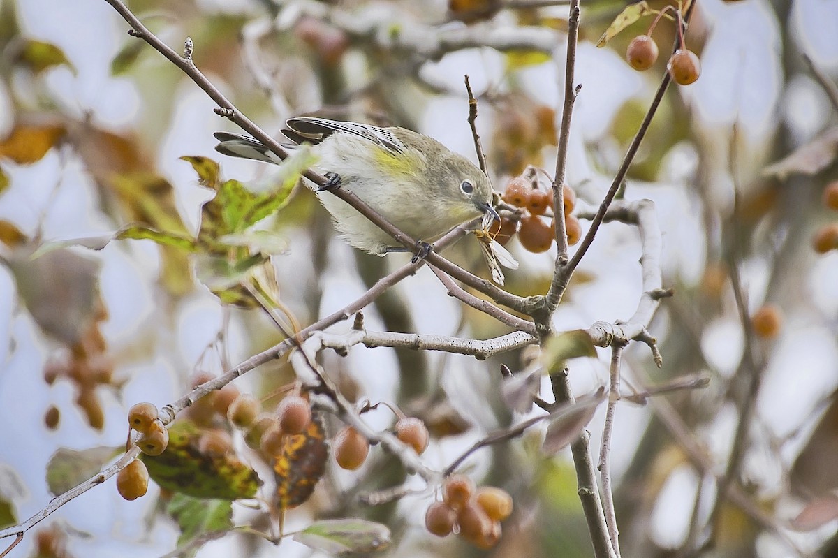 Yellow-rumped Warbler - ML624440173