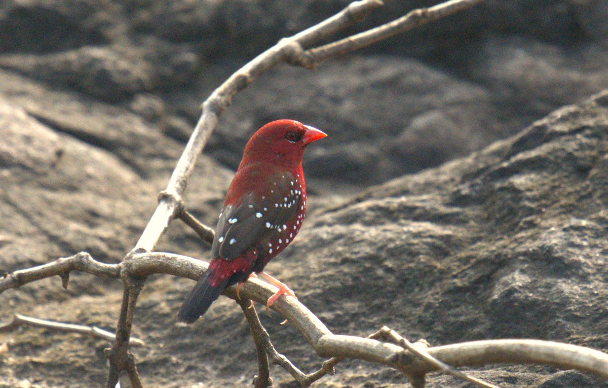 Red Avadavat - AJAY ARNOLD