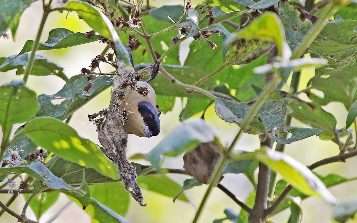 Fawn-breasted Tanager - ML624440352