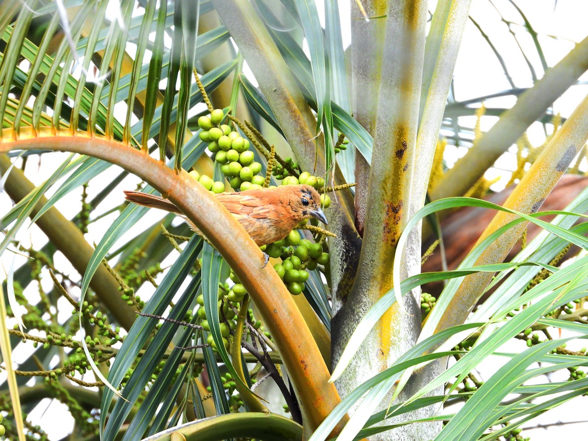 White-lined Tanager - ML624440360