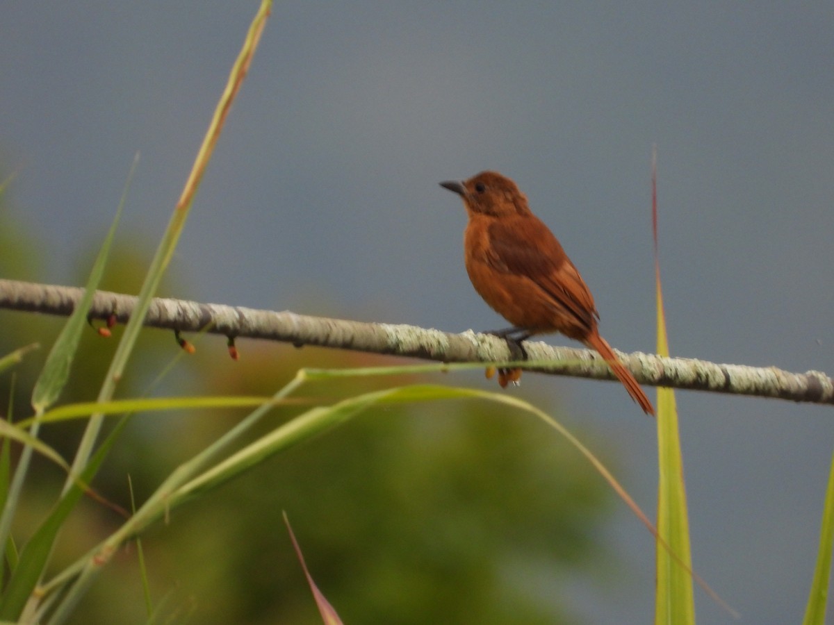 White-lined Tanager - ML624440495