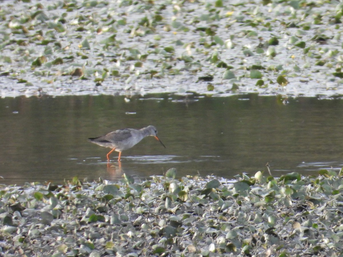 Spotted Redshank - ML624440844