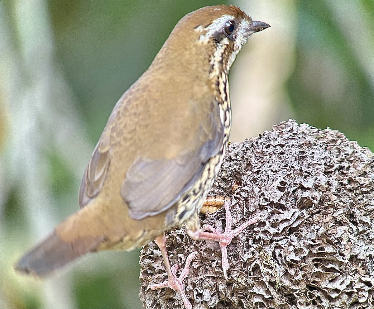 Such's Antthrush - ML624441281
