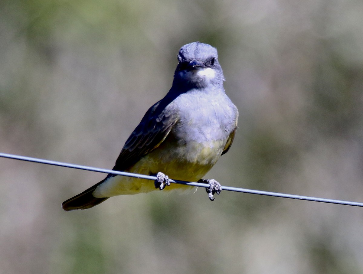 Cassin's Kingbird - ML624441300