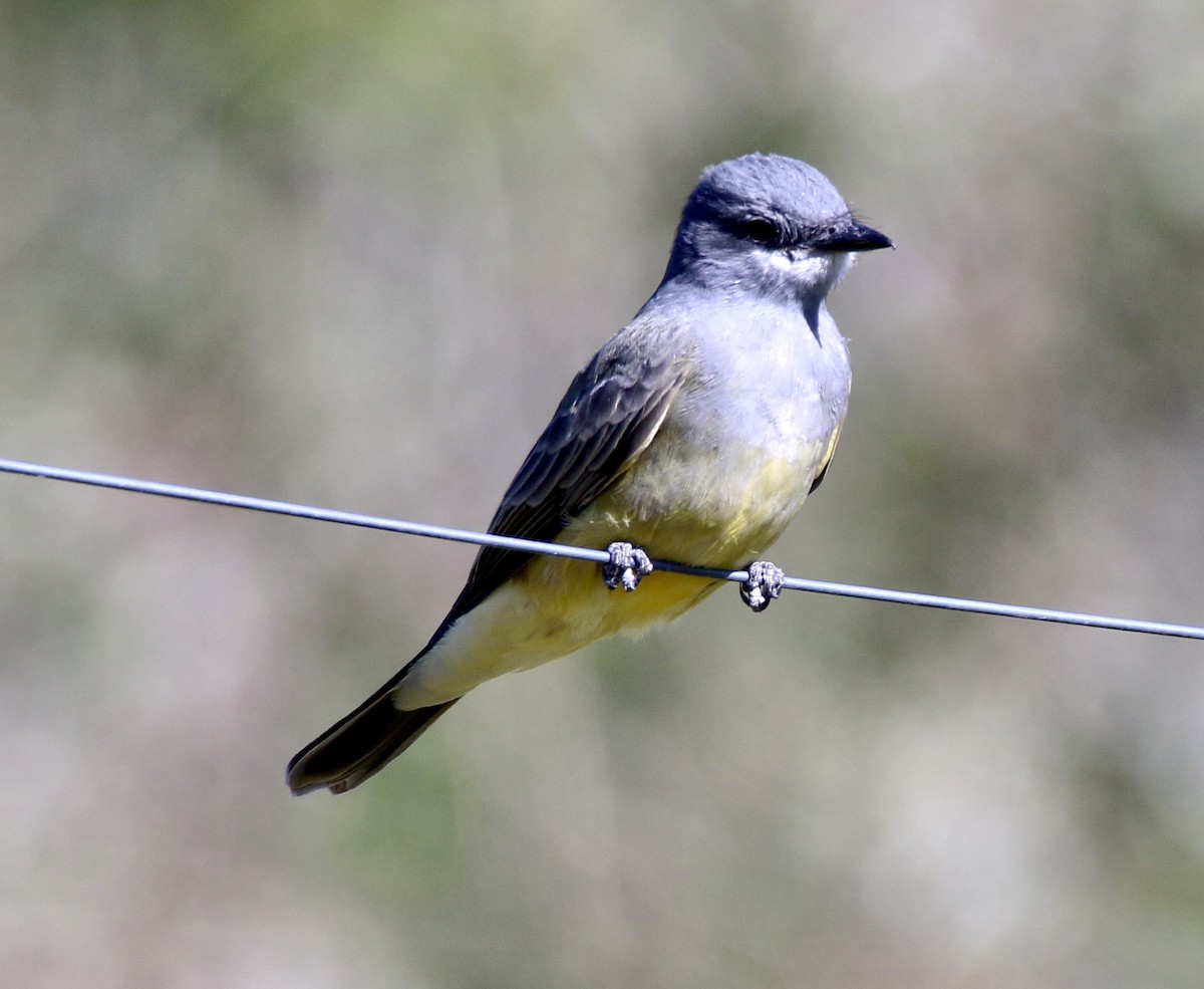 Cassin's Kingbird - ML624441302