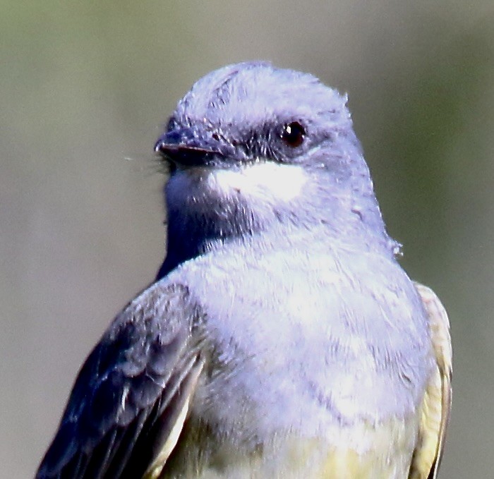 Cassin's Kingbird - ML624441307