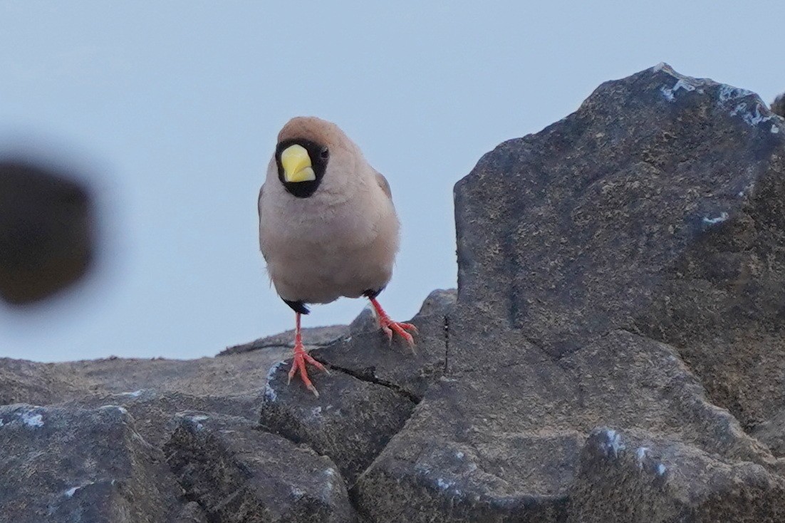 Masked Finch - ML624441353