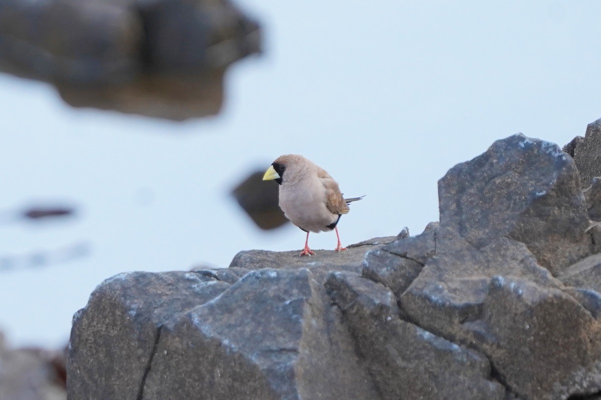 Masked Finch - ML624441354