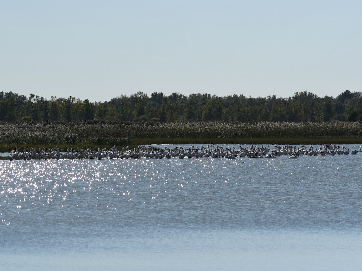 American White Pelican - ML624441398
