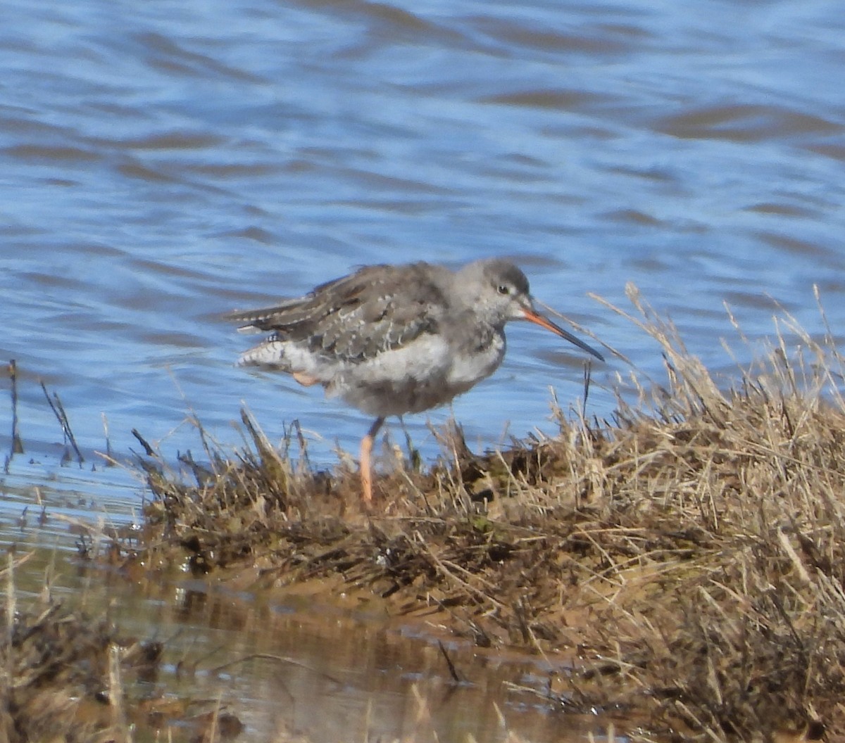 Spotted Redshank - ML624441461