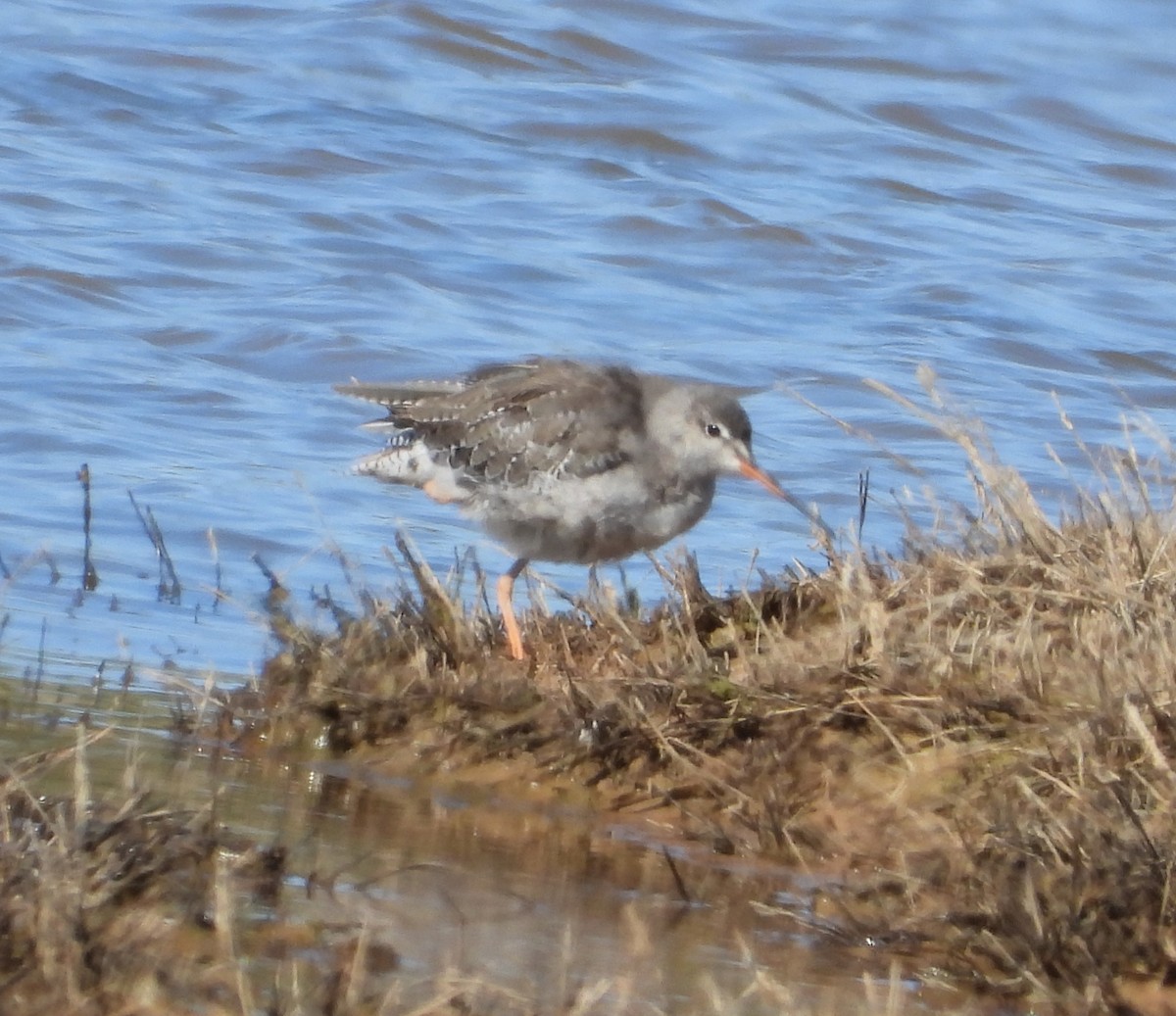 Spotted Redshank - ML624441462