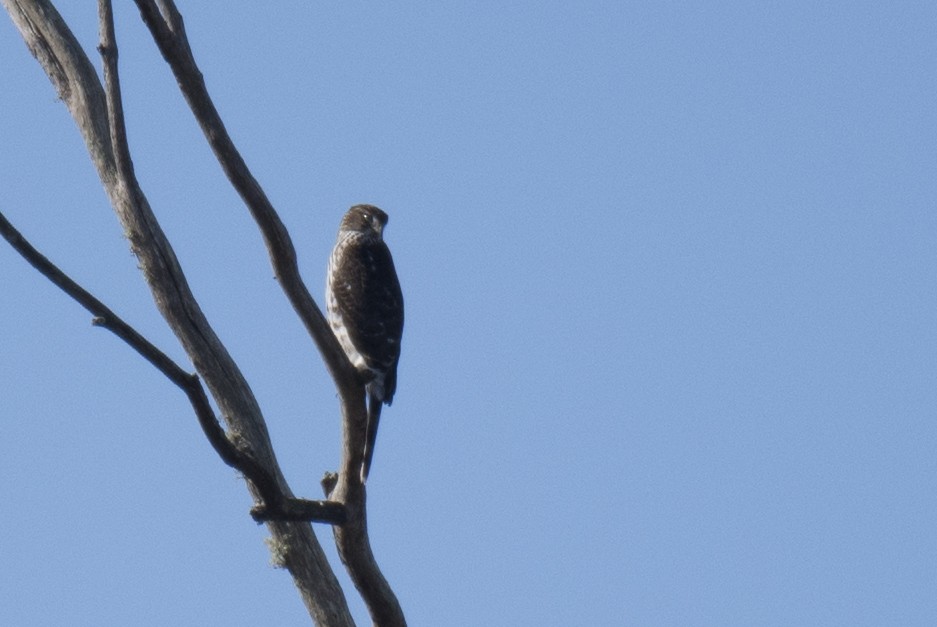 Accipiter sp. - ML624441830