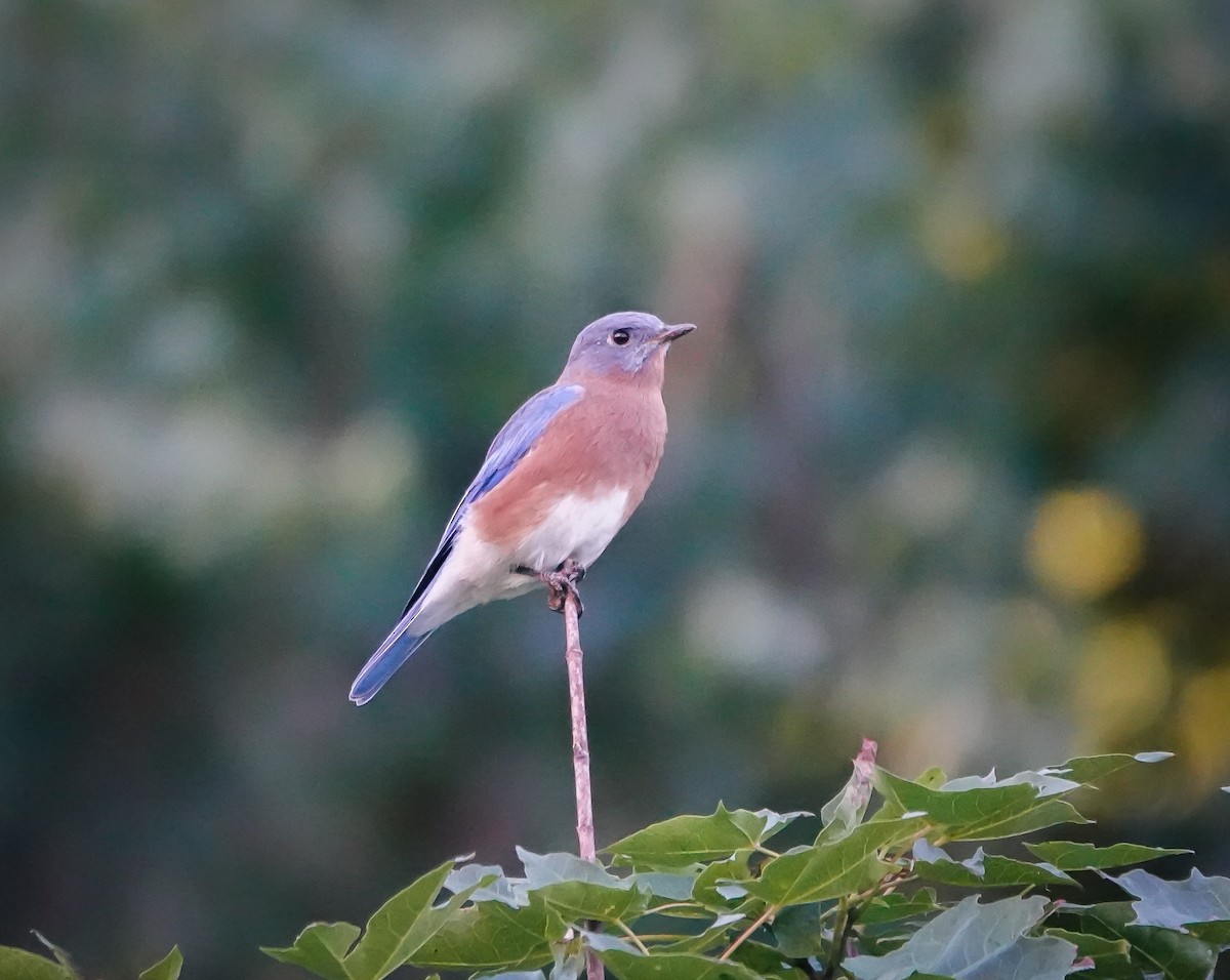 Eastern Bluebird - ML624441839