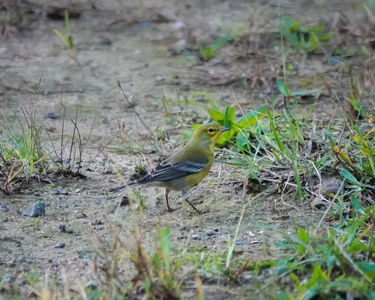 Pine Warbler - ML624441847