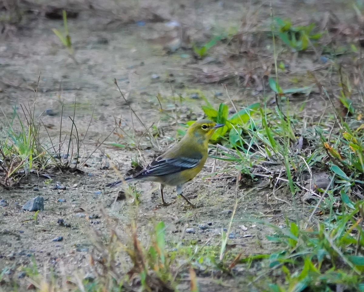 Pine Warbler - Dave Hart