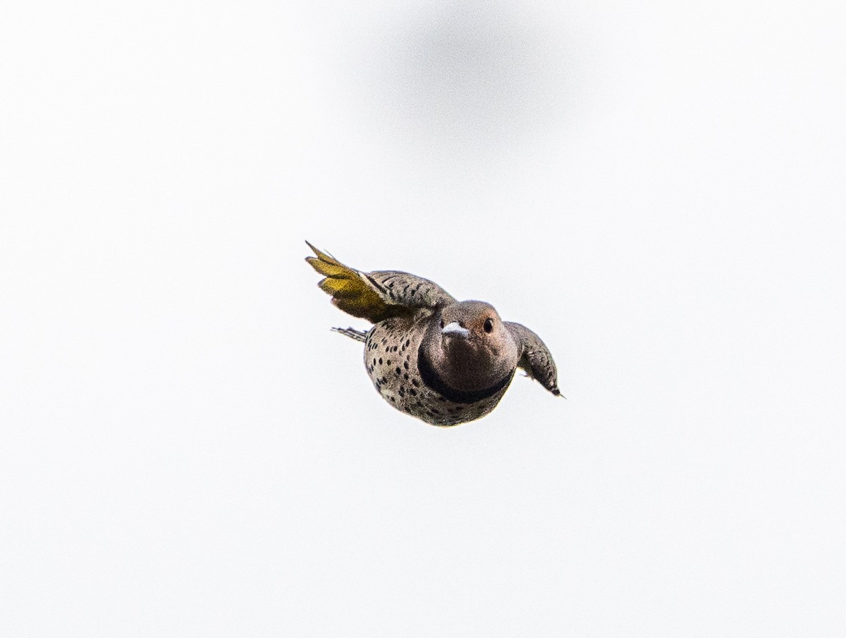 Northern Flicker - ML624441878