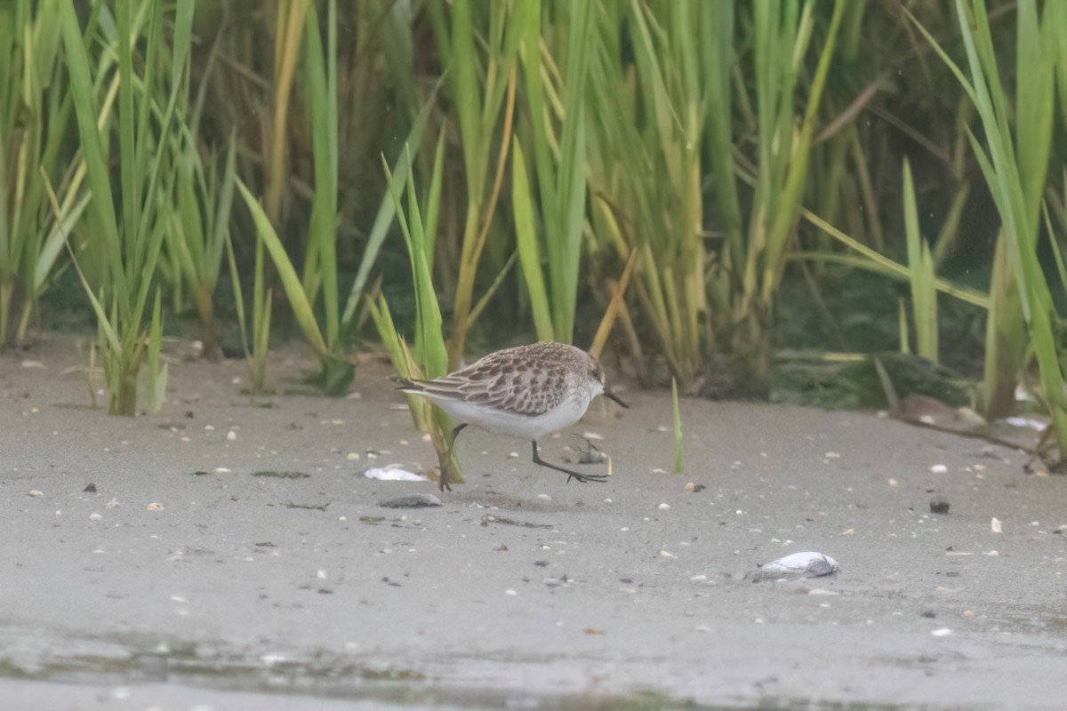 Sandstrandläufer - ML624441945