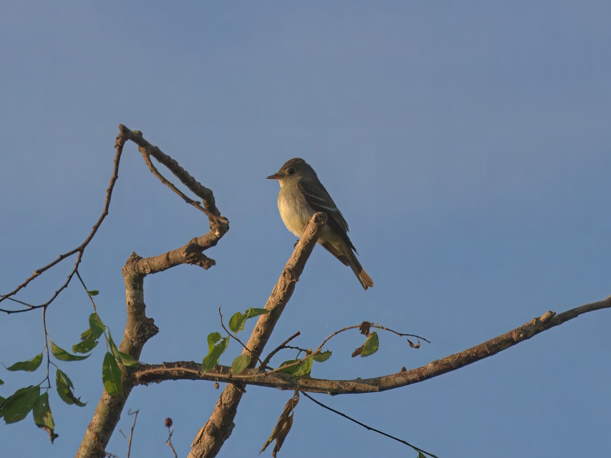 Eastern Wood-Pewee - ML624442029