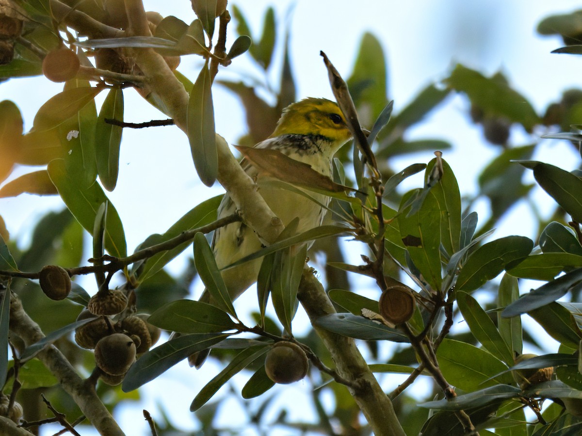 Black-throated Green Warbler - ML624442040