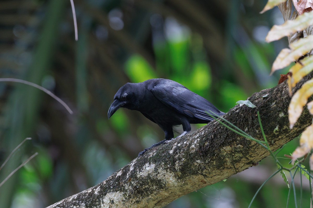 Sulawesi Crow - ML624442113