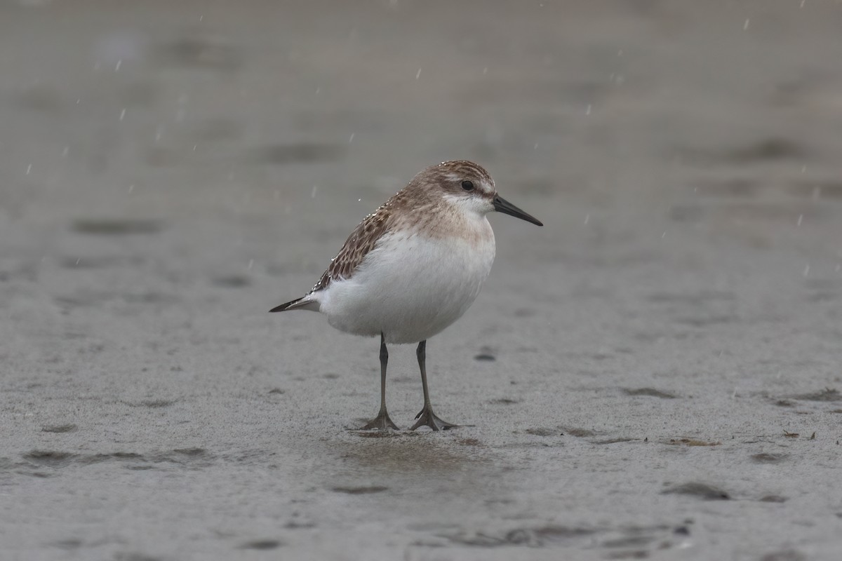 Sandstrandläufer - ML624442114