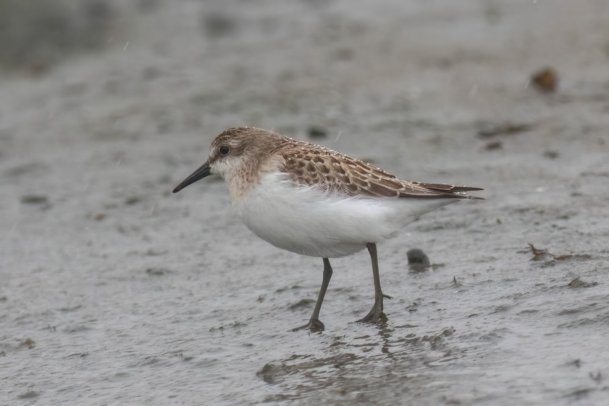 Sandstrandläufer - ML624442115