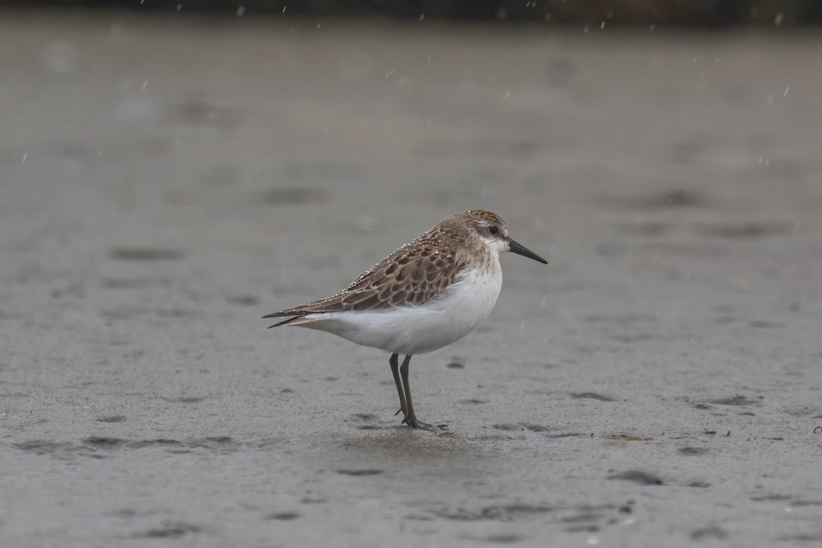 Sandstrandläufer - ML624442116