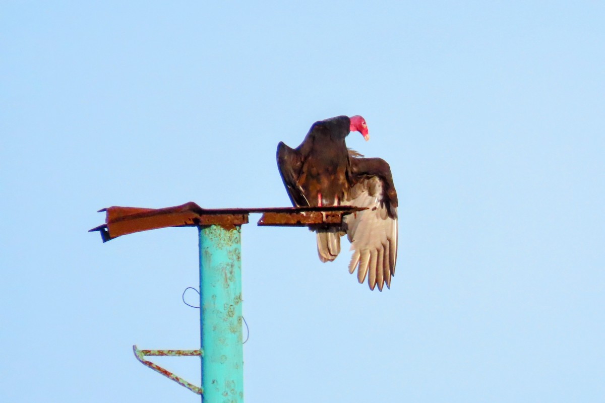 Turkey Vulture - ML624442178