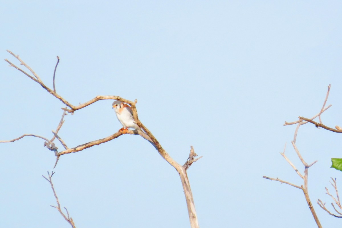 American Kestrel - ML624442185