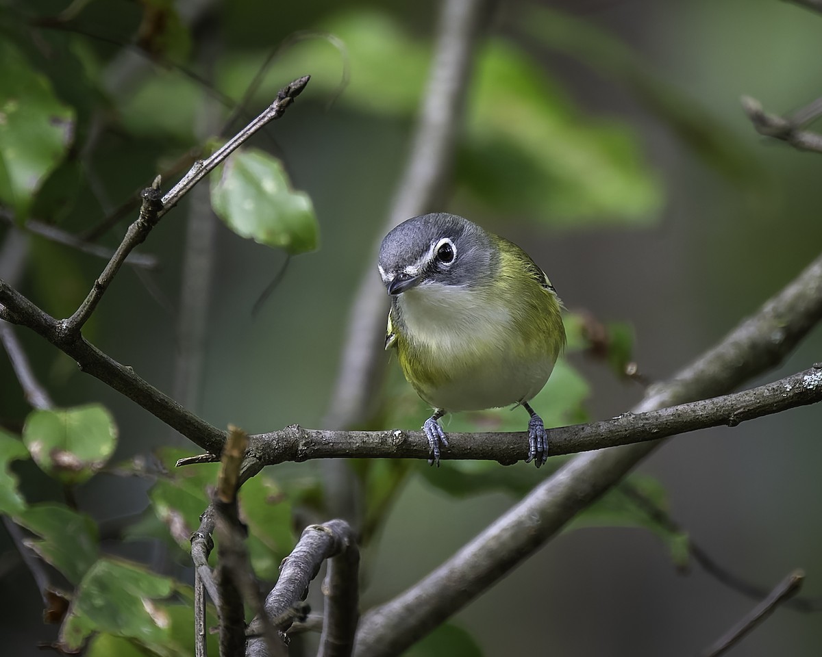 Blue-headed Vireo - ML624442199