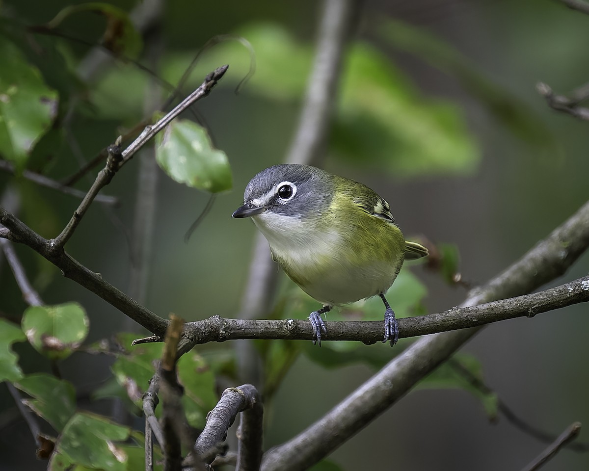 Blue-headed Vireo - ML624442200