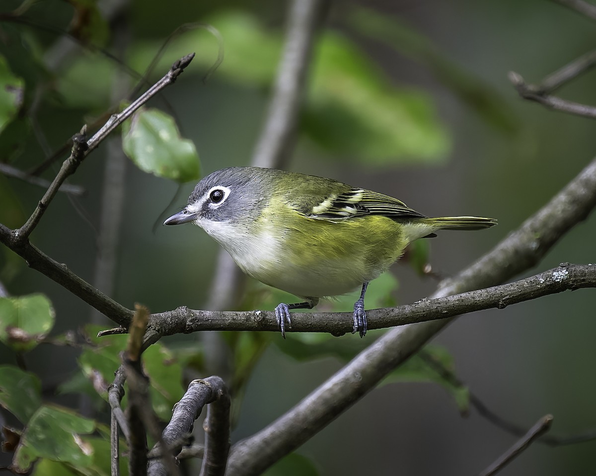 Blue-headed Vireo - ML624442201