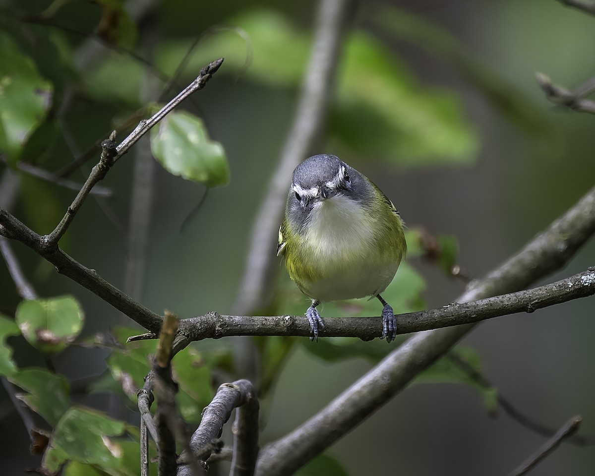 Blue-headed Vireo - ML624442202