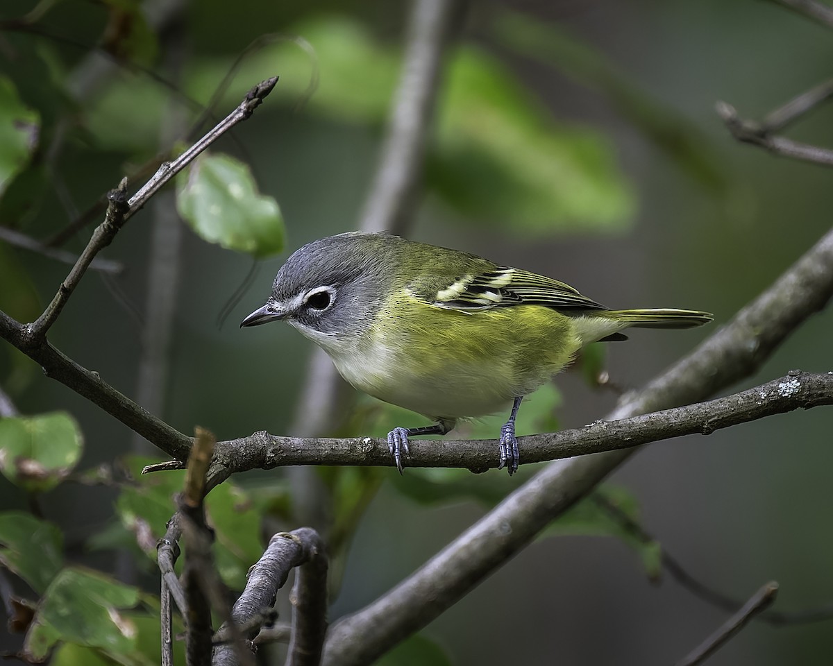 Blue-headed Vireo - Peter Rosario