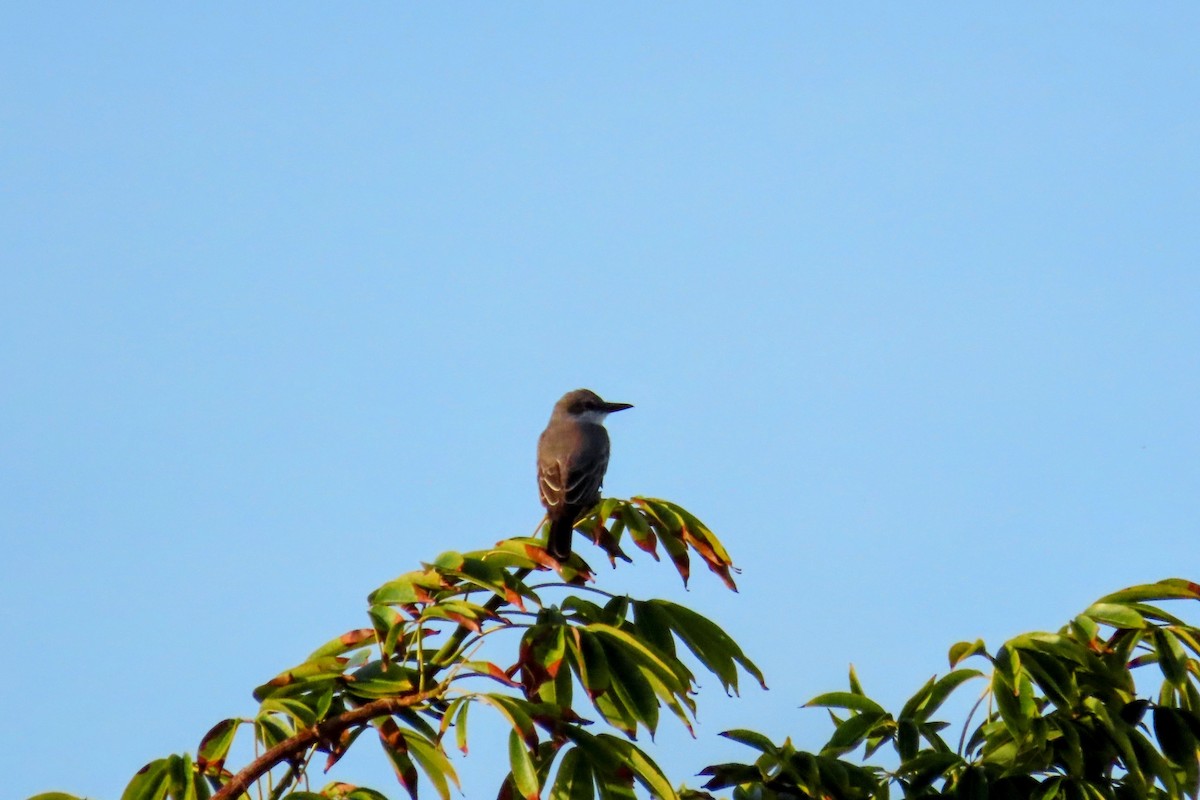 Gray Kingbird - ML624442223