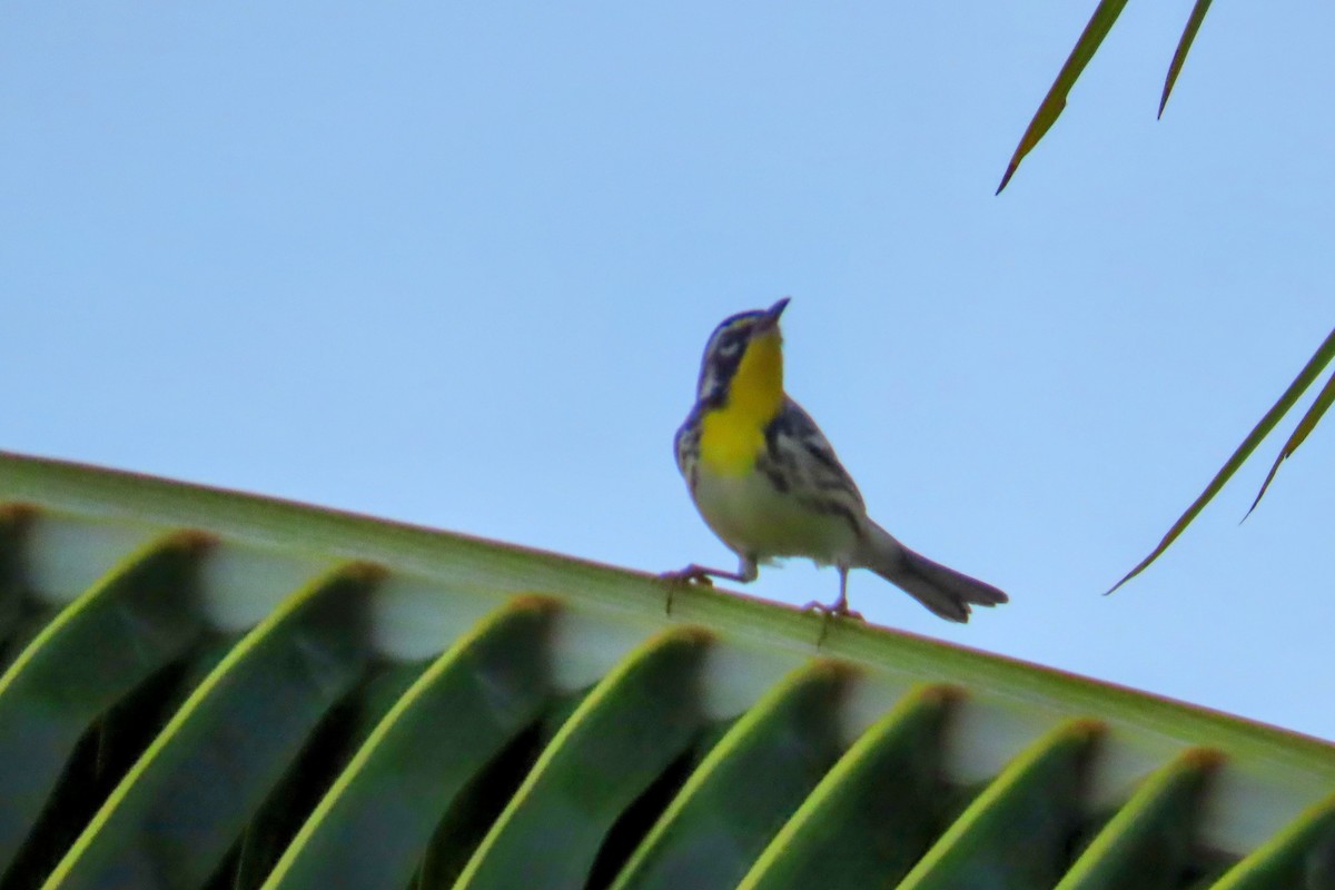Yellow-throated Warbler - ML624442232