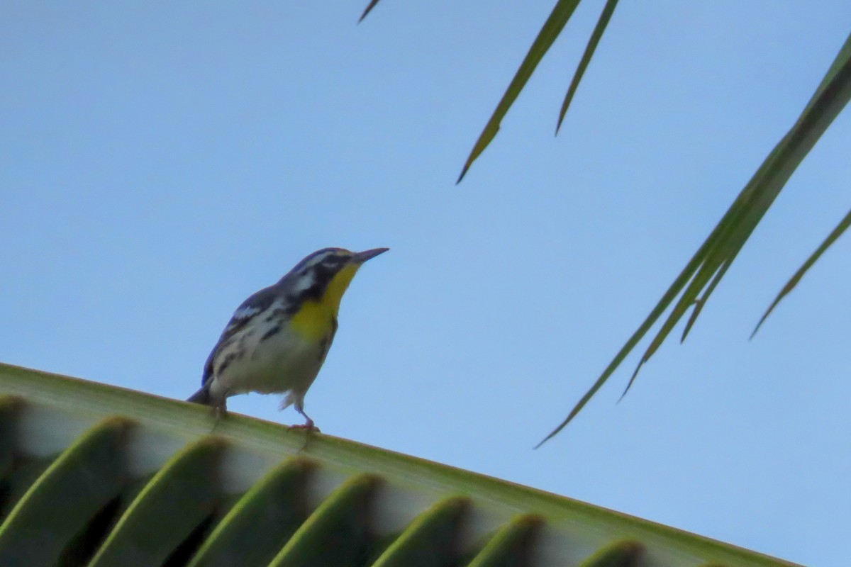 Yellow-throated Warbler - ML624442234
