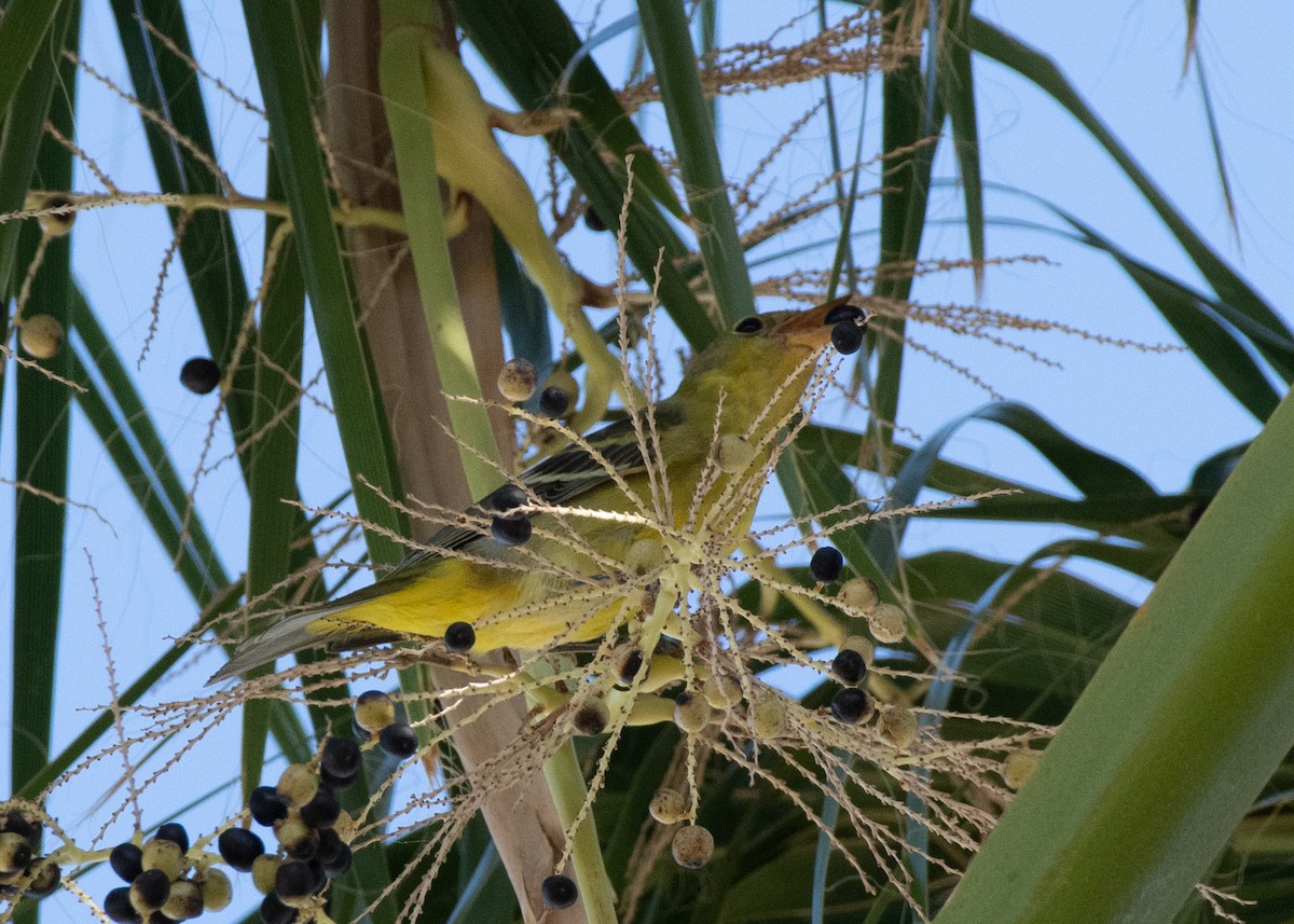 Western Tanager - ML624442318