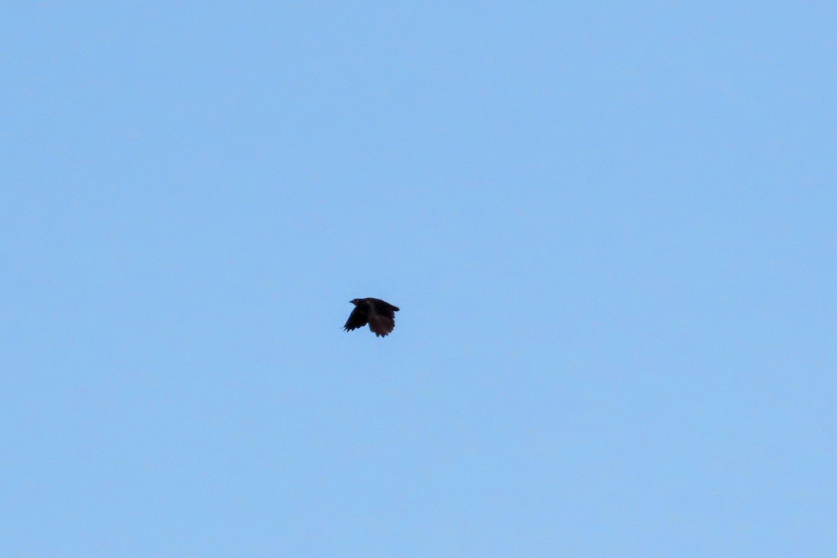 Greater Antillean Grackle - ML624442320
